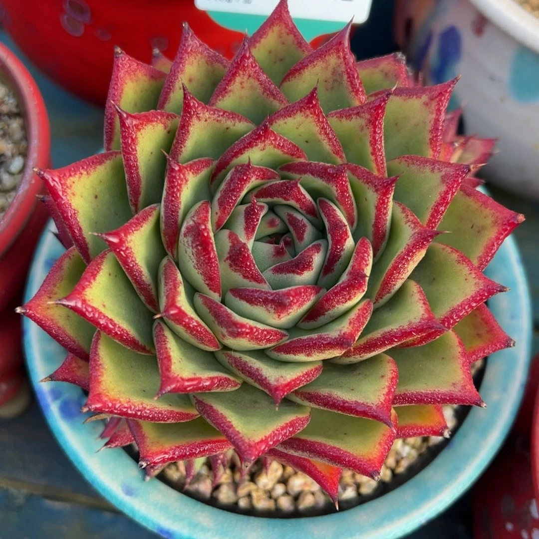 从前慢多肉精选编号0117.12