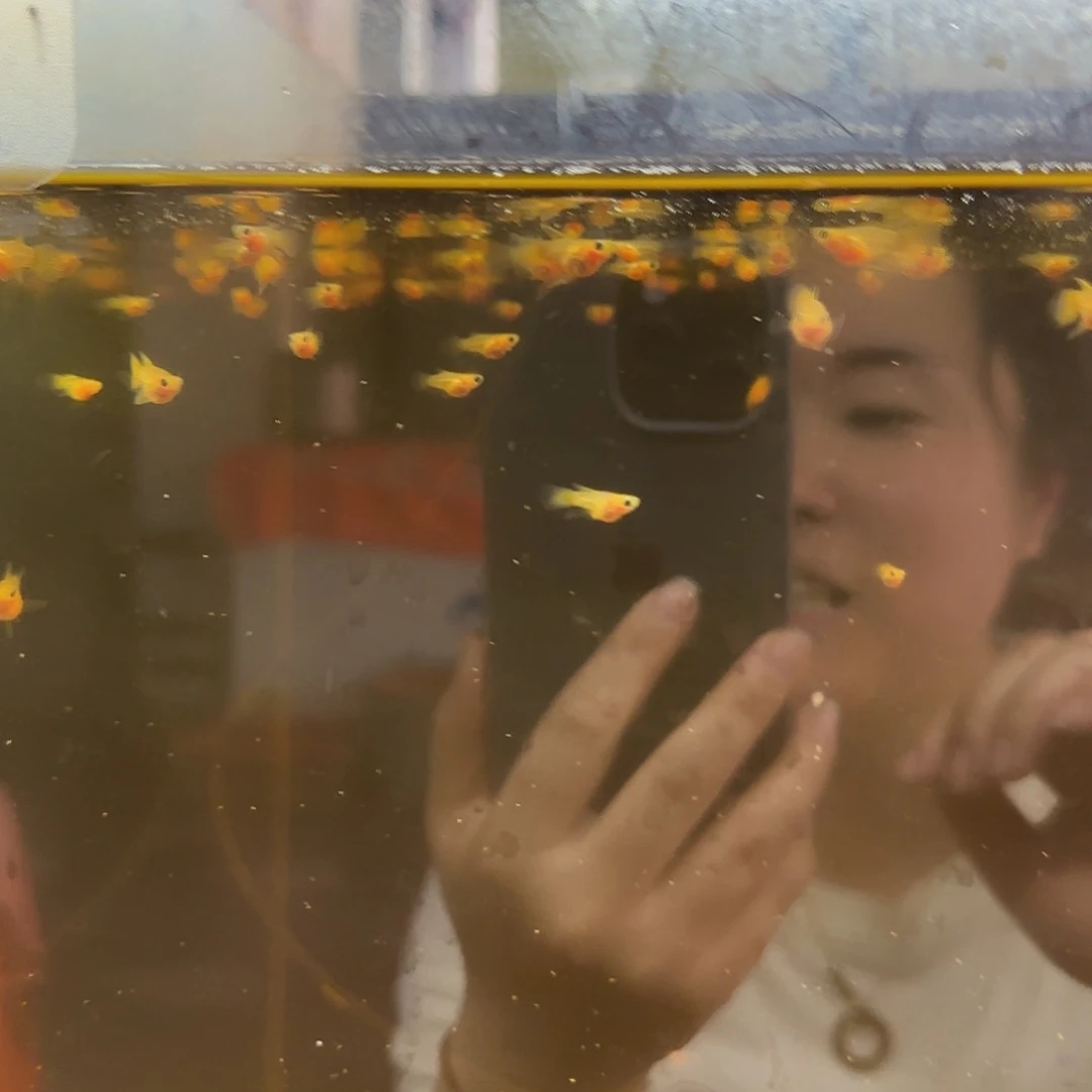 孔雀鱼黄金玻璃猫C苗10条