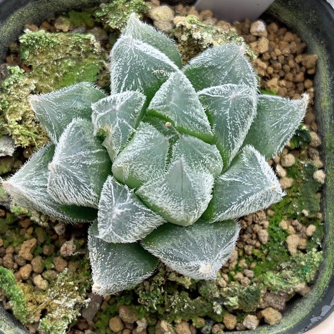 3毛玉露福利专场多肉