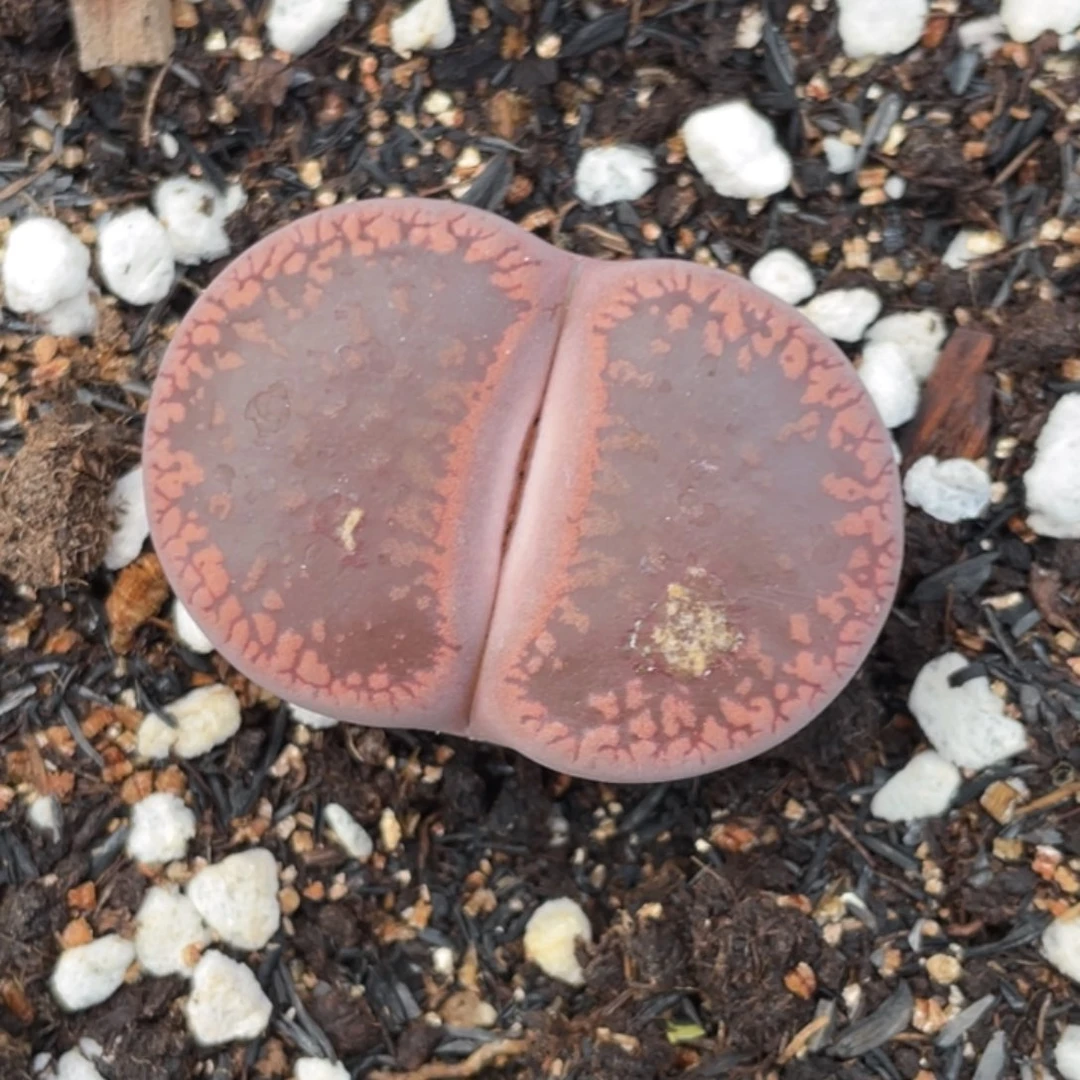 非偏远满20包邮022