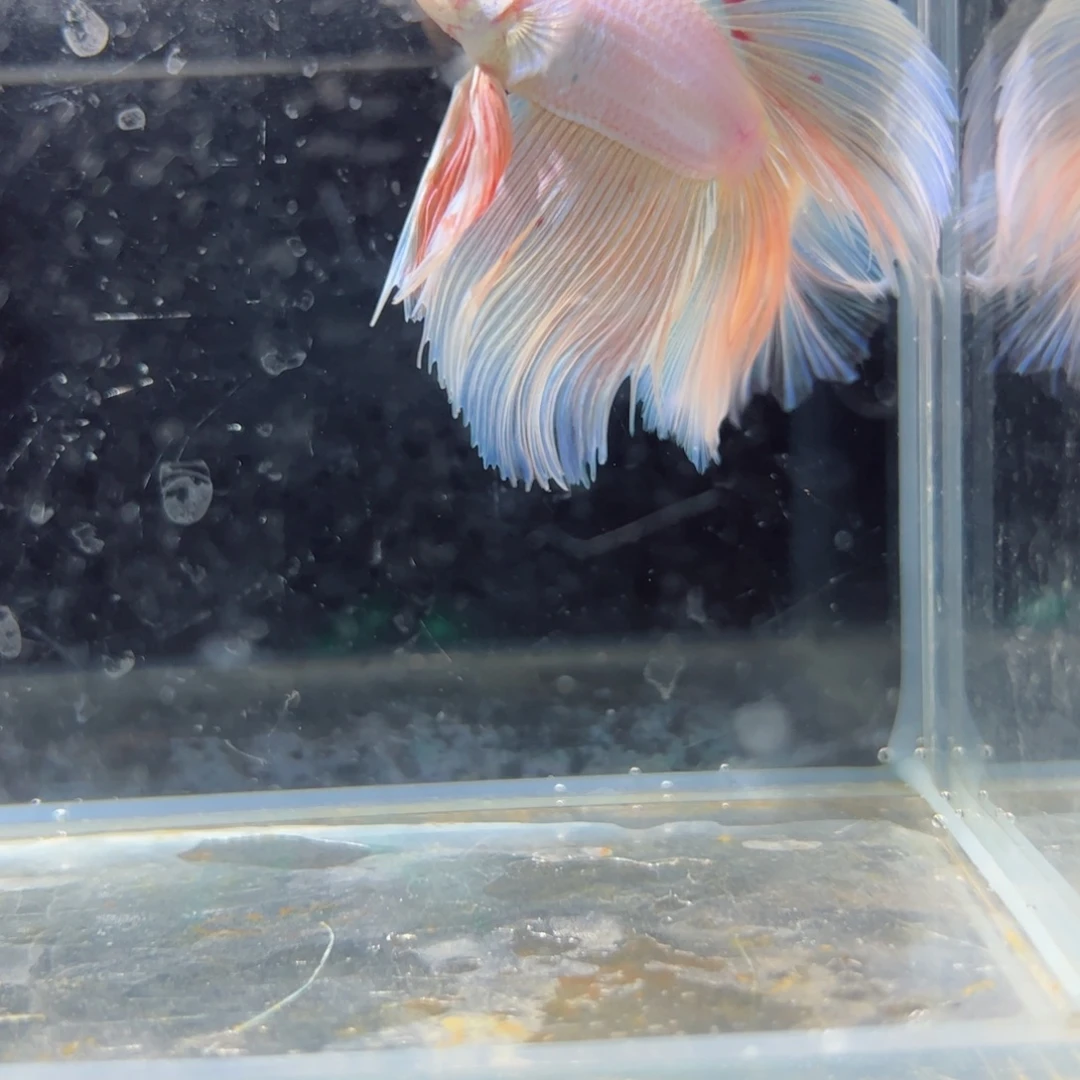 斗鱼浅色特殊尾hhhh