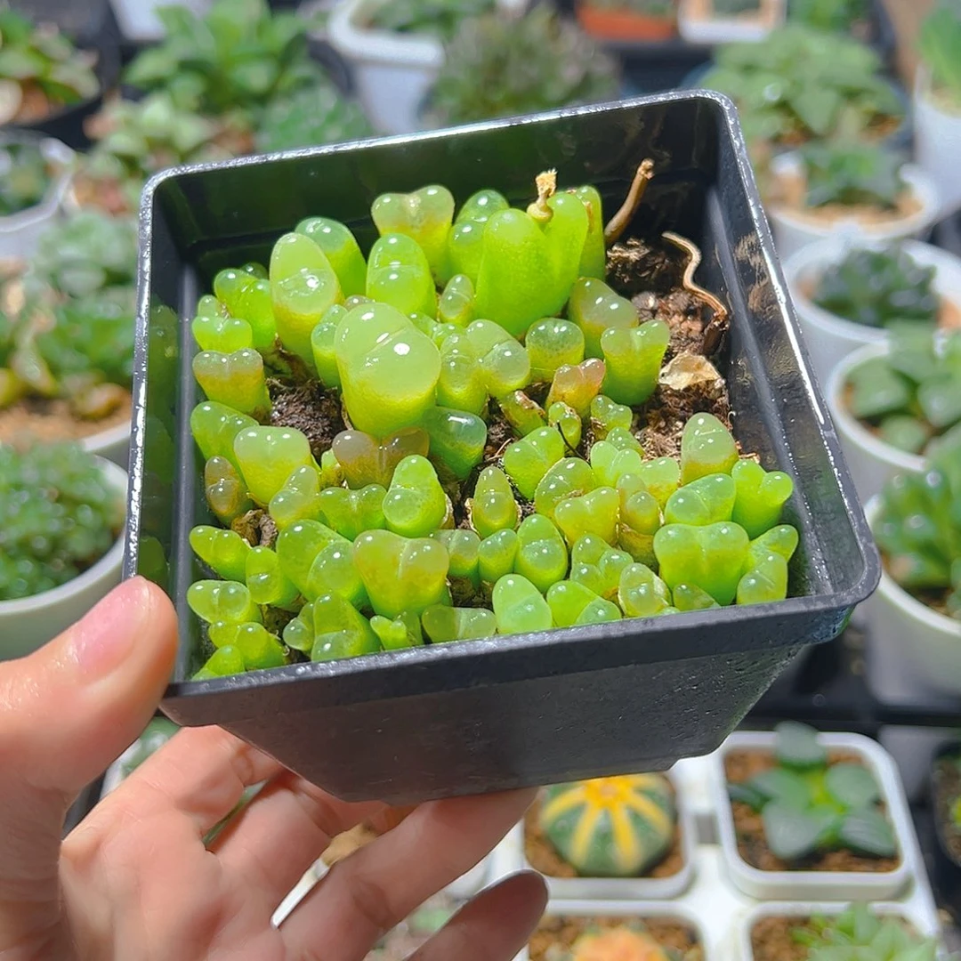 毛汉尼多肉多肉多肉多肉