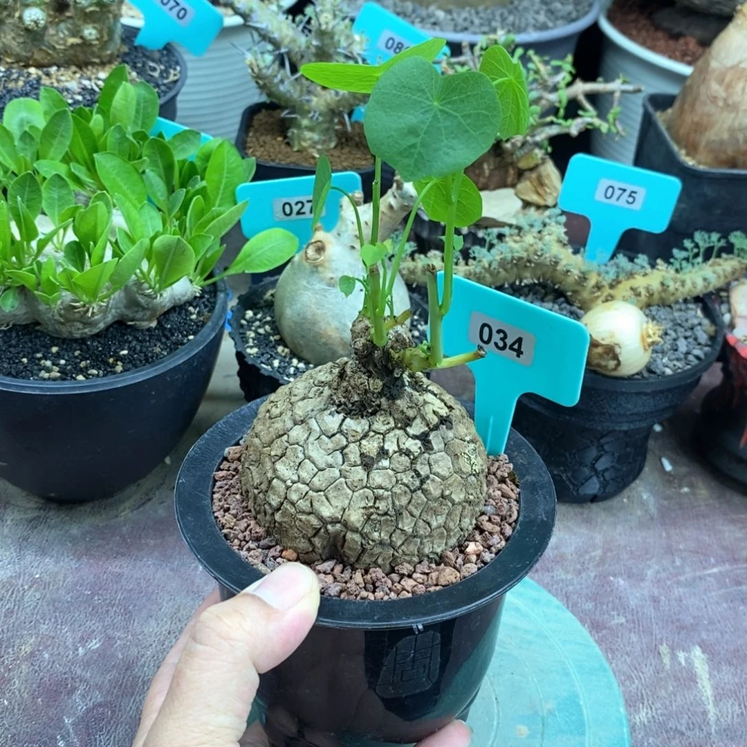 龙甲龟多肉植物一个