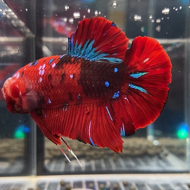 斗鱼黑79号巨斗将军