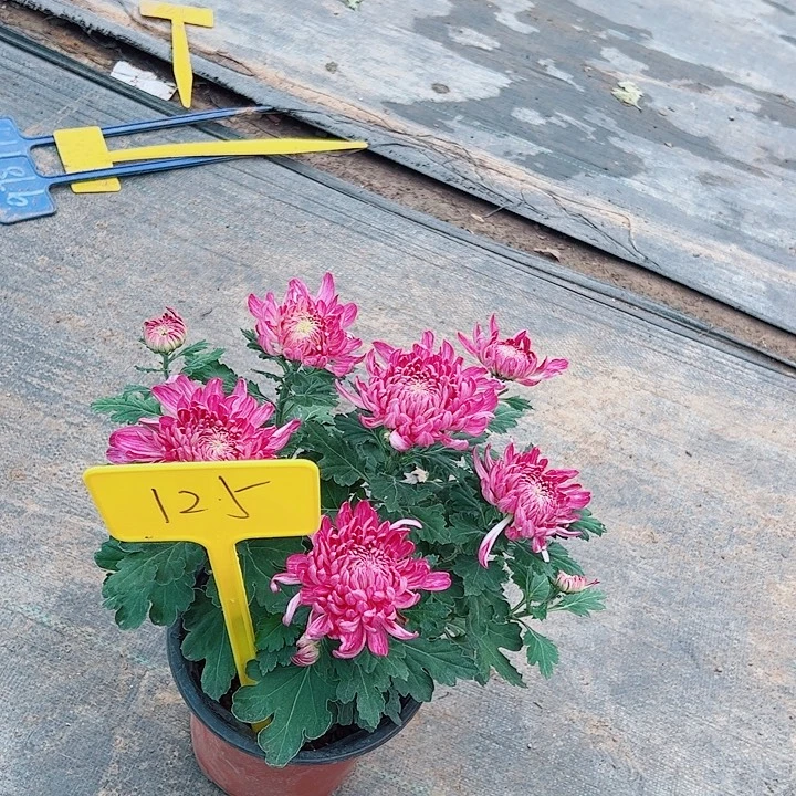 完全开放125号紫绣球