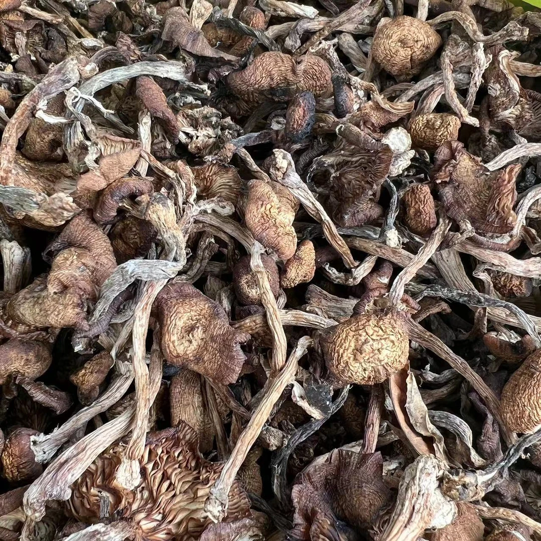 【大工专属】东北榛蘑深山采摘中小蘑菇头