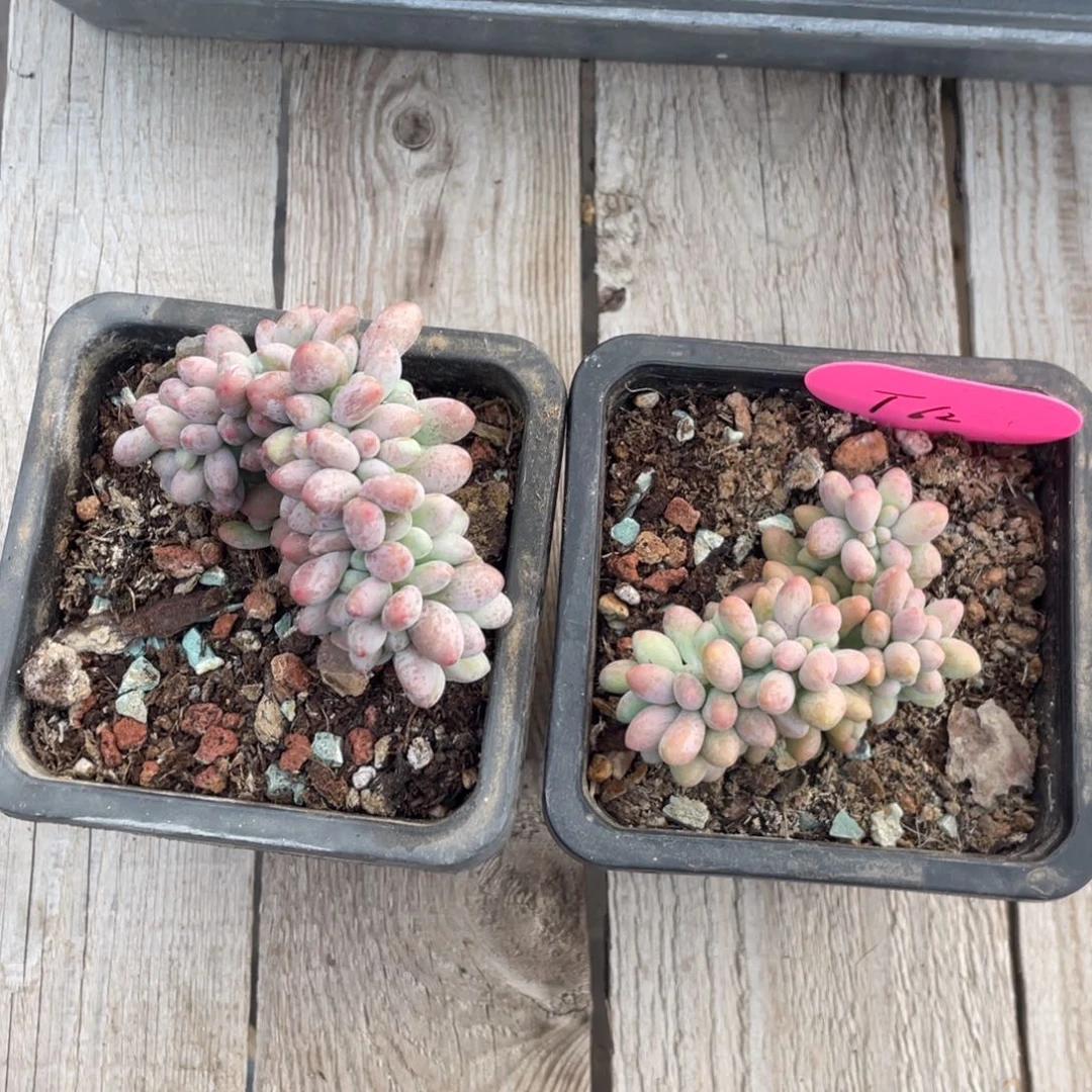 汤圆缀化两个一组有底切
