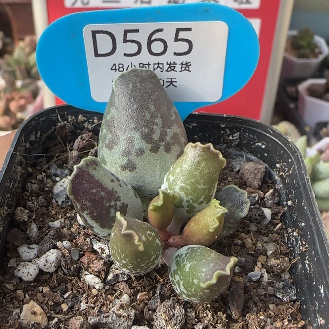 1***桃福利多肉。  565。