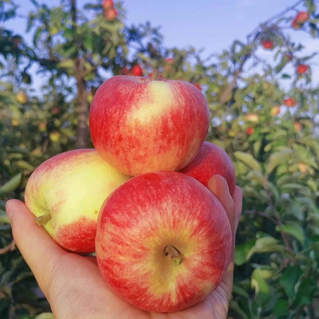 【小吴助农】本地嘎啦小苹果 现摘现发 酸甜脆 3斤包邮北京市