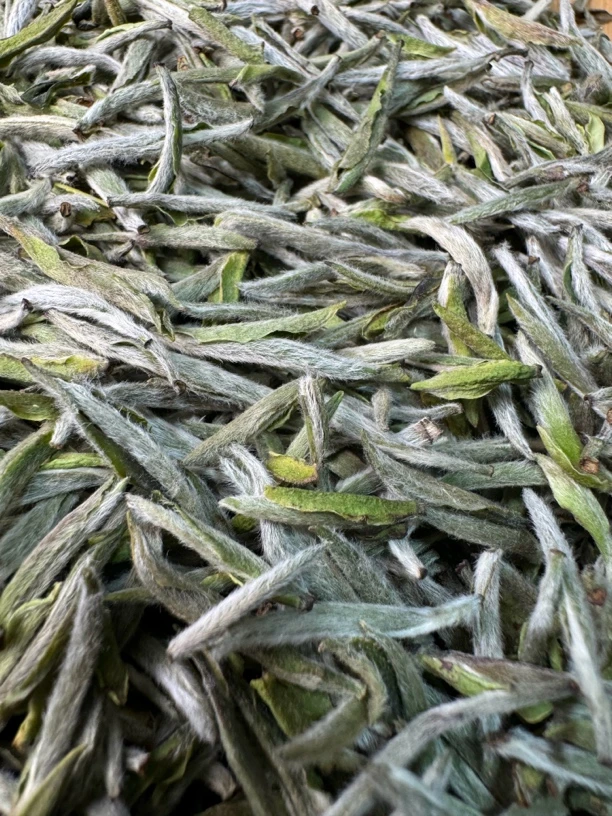 2025年基地头采白毫银针福鼎管阳正宗白茶高山白茶