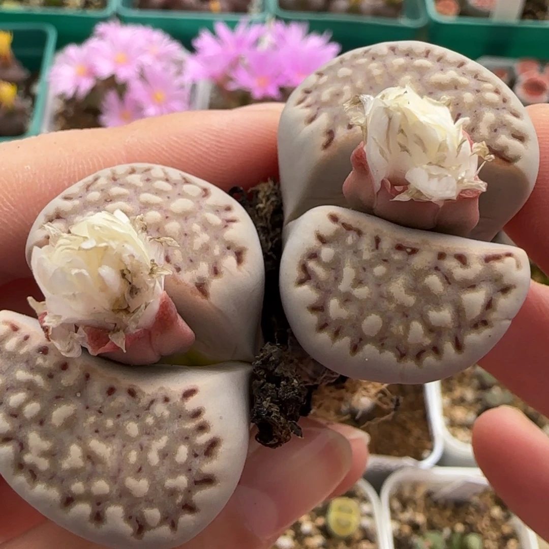 11.8。爱萌美美哒清生石花。8018