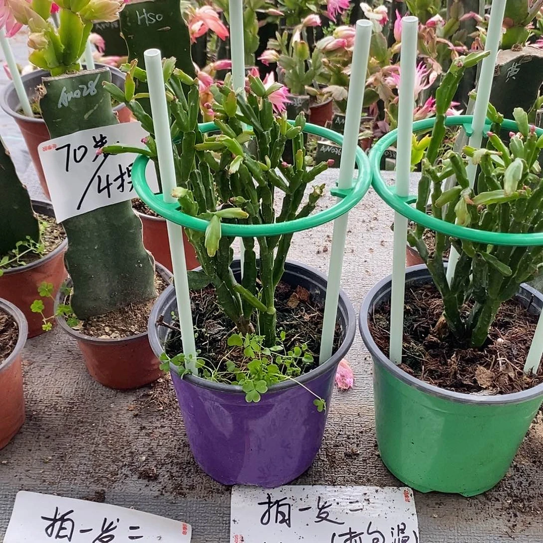 微***全部花朵进口原生紫色异类福利