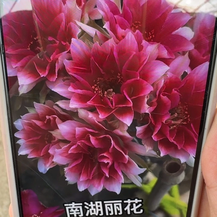 245丽花水花歪3公分左右无根侧牙，20包邮