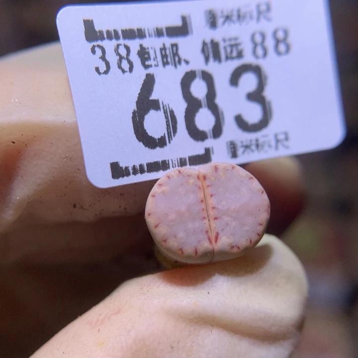 ?****?Sss精品生石花683
