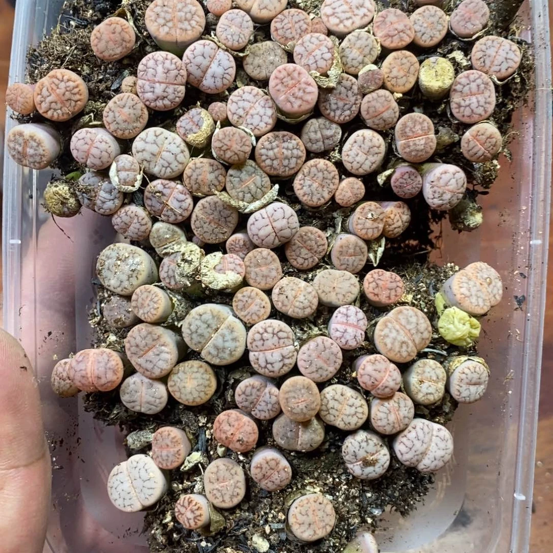 是***。多肉蛋炒饭，感谢您相伴184