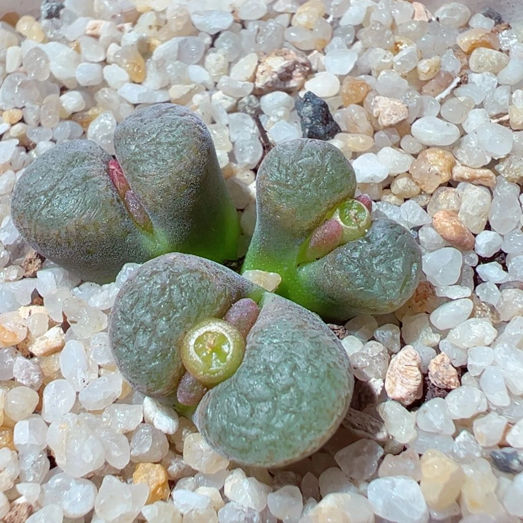 1202-301多肉多肉