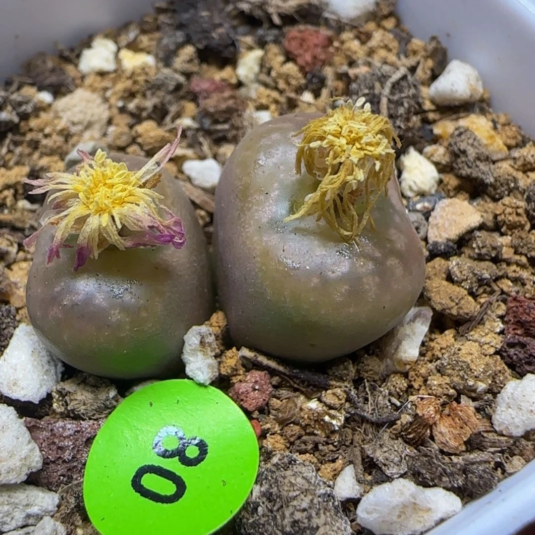 拉登杂多肉植物80