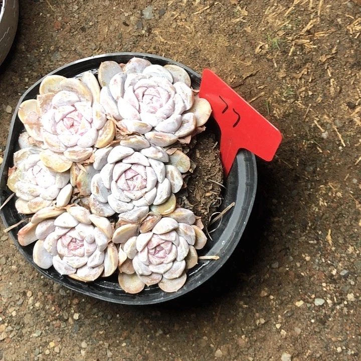 初77////////////////