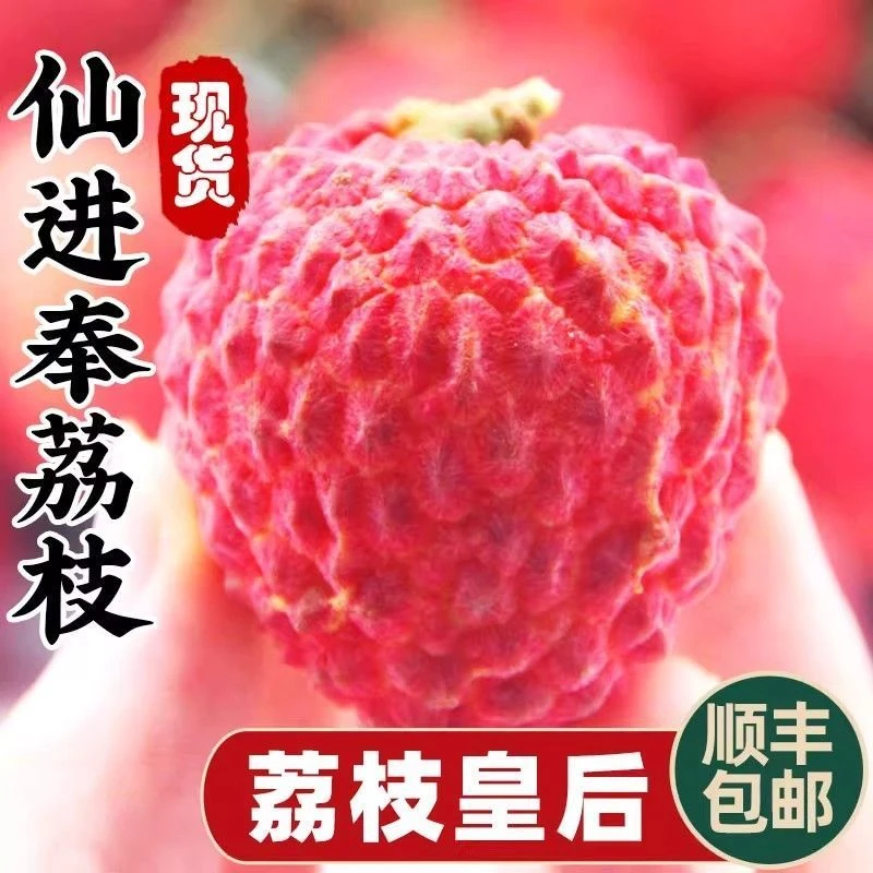【顺丰空运】新鲜果园现摘现发糯米糍仙进奉桂味荔枝A+级别大果