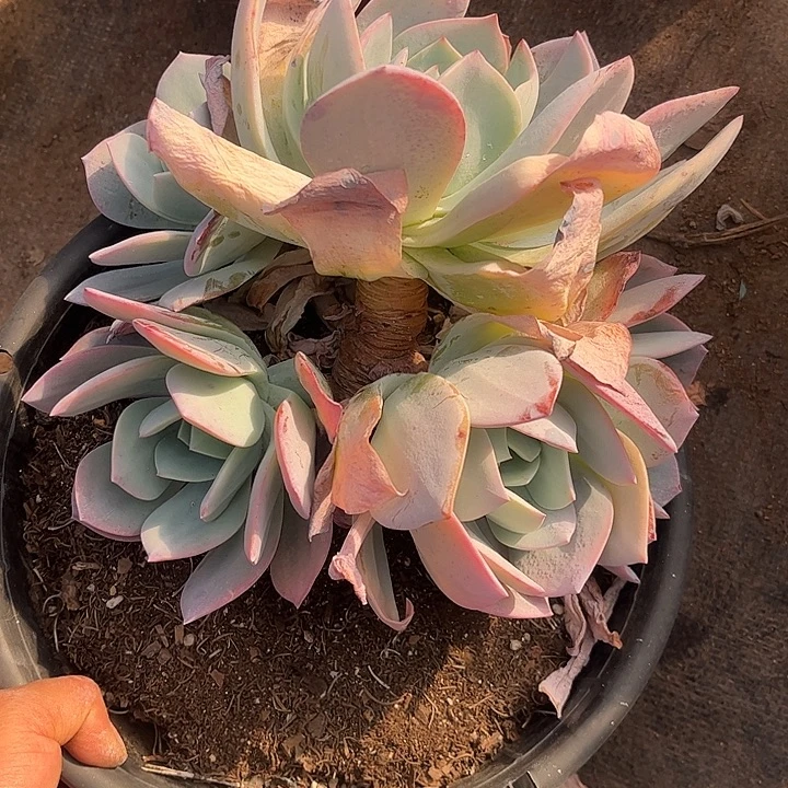 奶茶大群，一物一拍