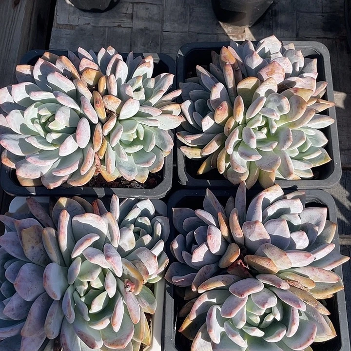 4盆石榴子星影多肉植物老桩