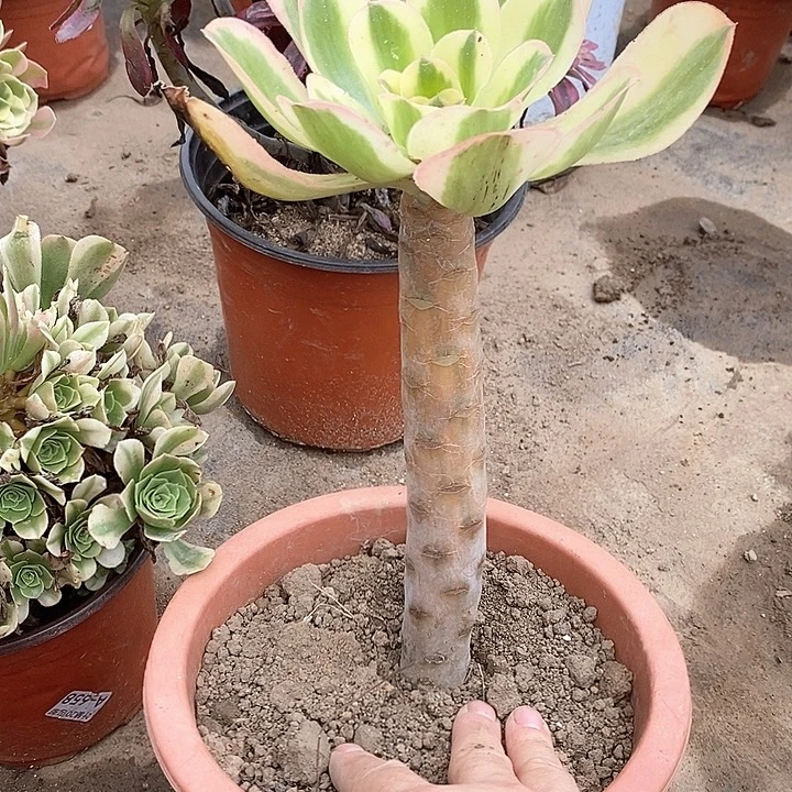965燕姿锦多肉植物福利
