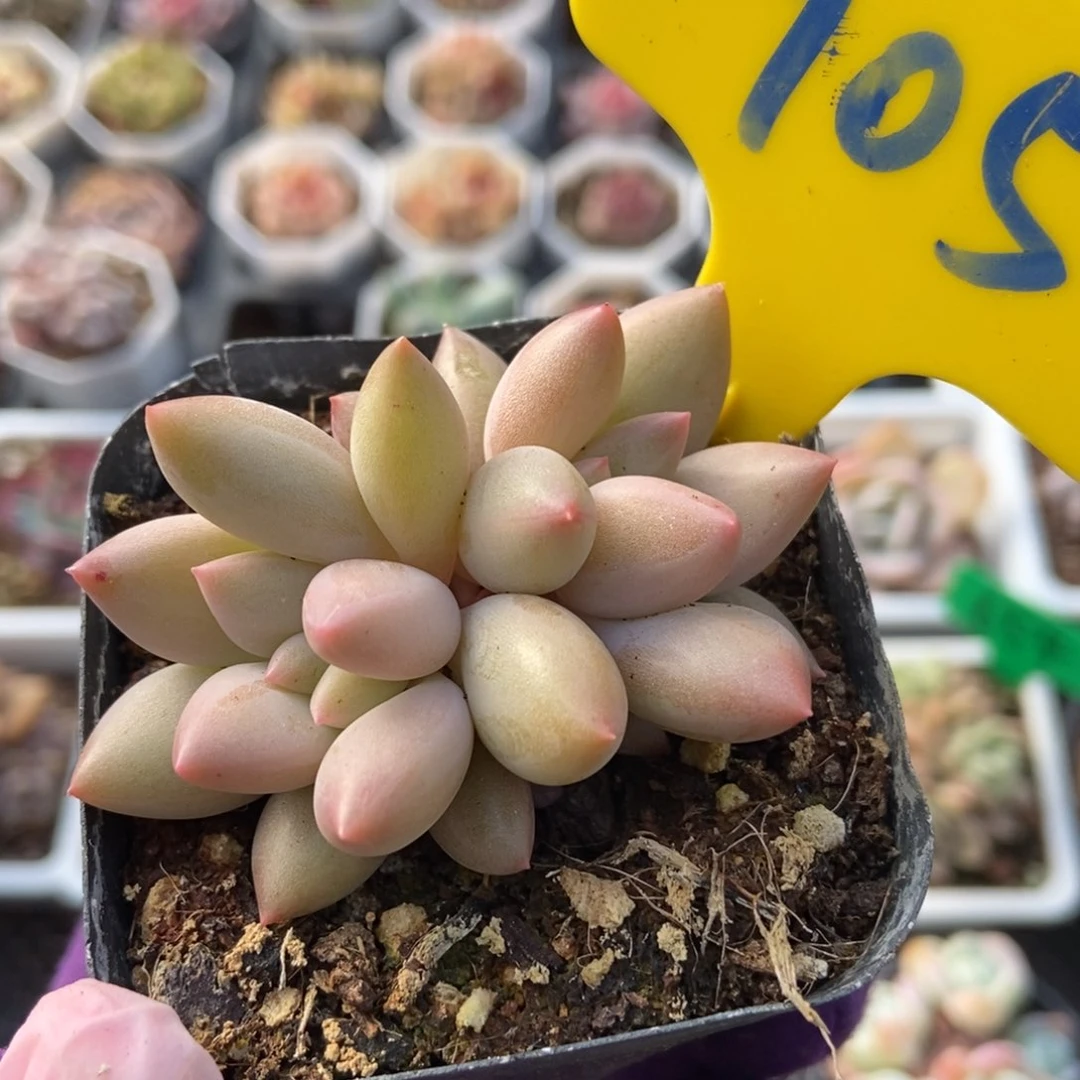 905水晶球多肉植物保护