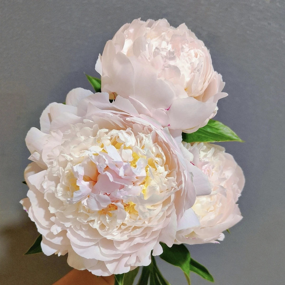 【邮政助农精选】羞涩女王头茬对货对版山东芍药精品鲜切花G