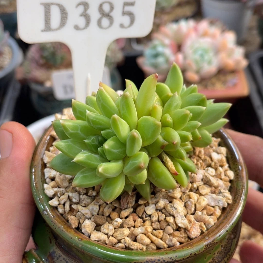 甲骨文不带盆385号7厘米