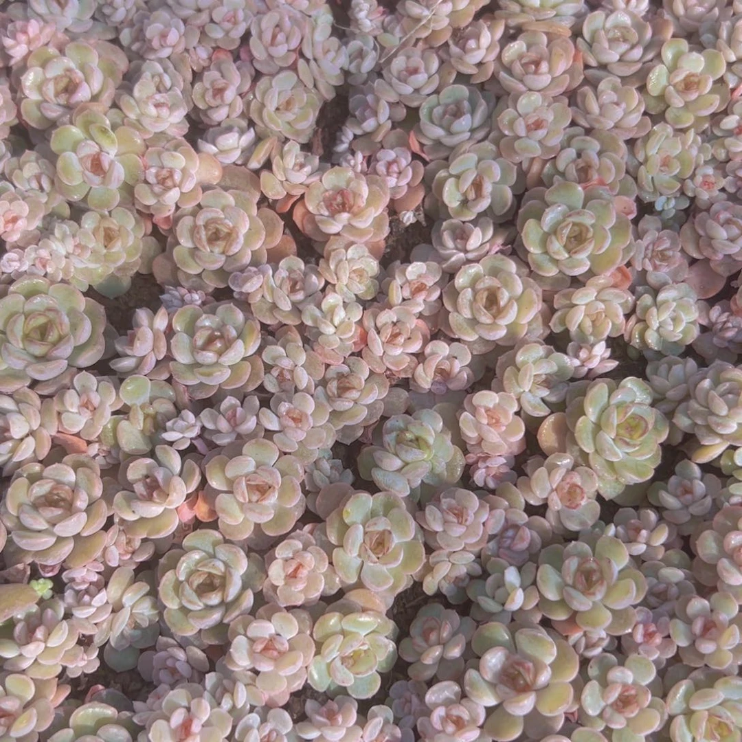 溶晶切糕一盘精品多肉