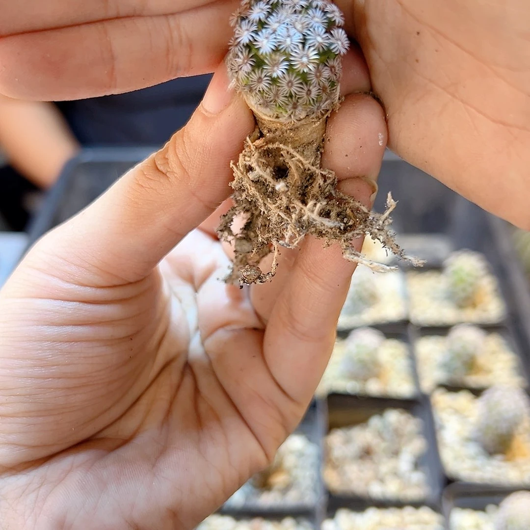 萝卜根克氏丸2公分1颗