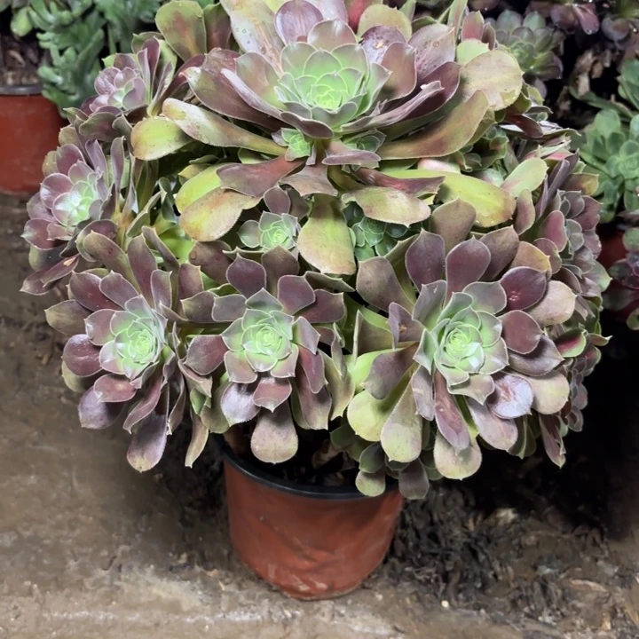 多肉植物法师女巫中斑25