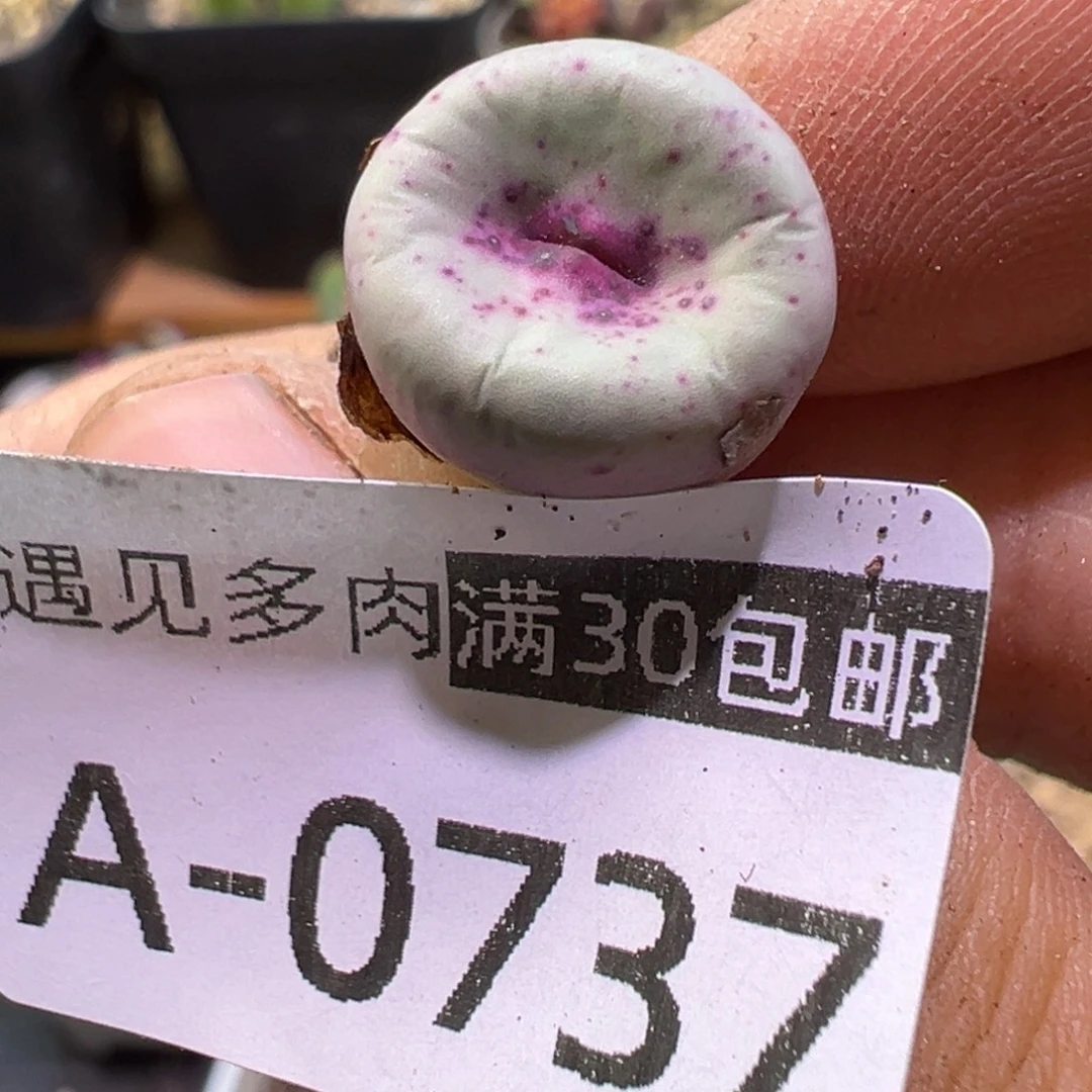 多肉植物1111111111111