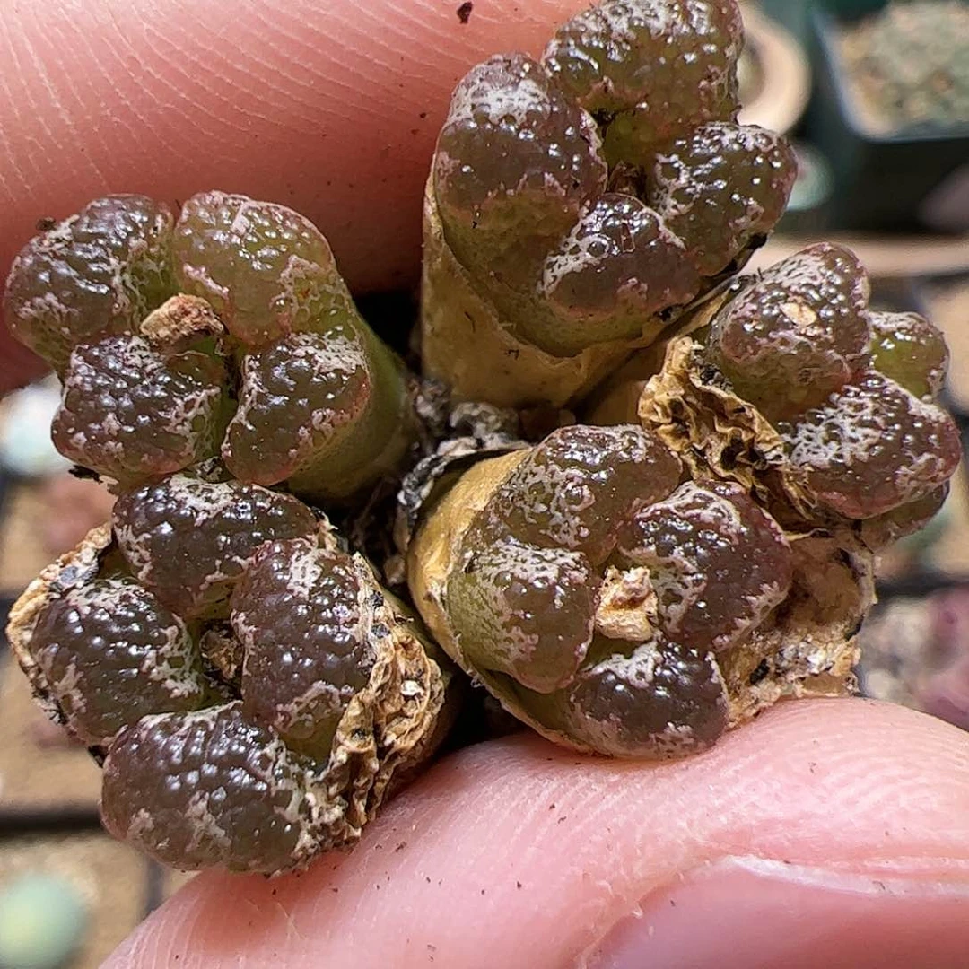 【闪购商品】120 蝴蝶
