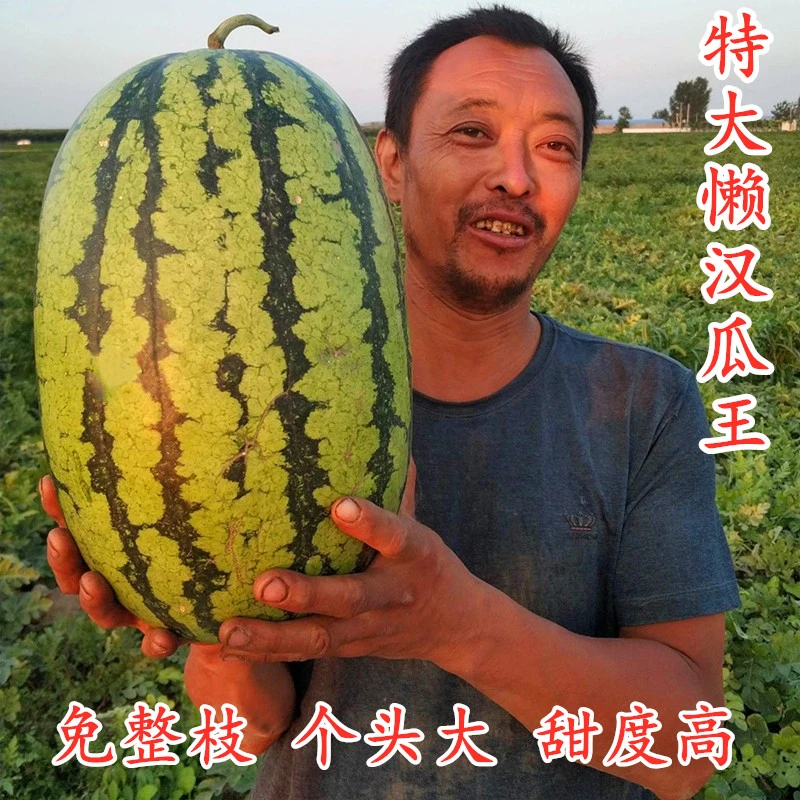 特大巨型懒汉王西瓜种子个大甜度高抗旱耐裂高产四季水果种籽