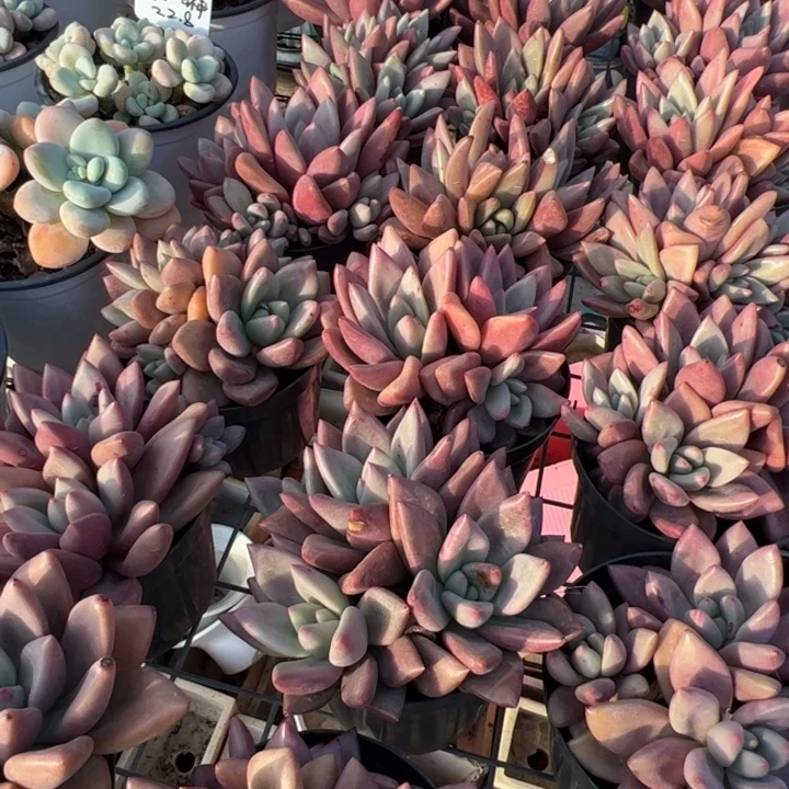 新疆包邮 桃花源