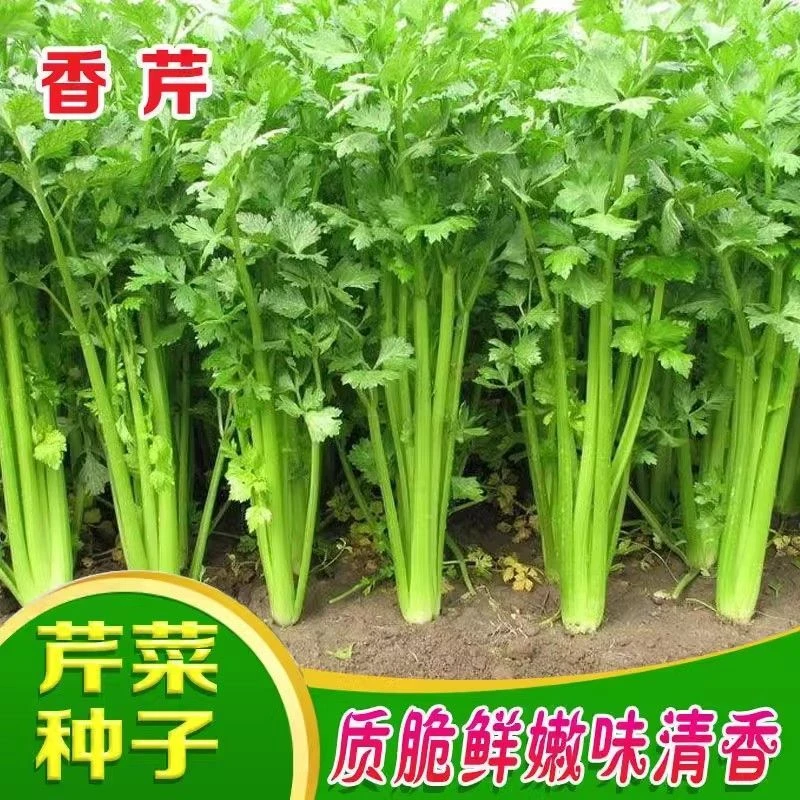 四季小香芹种子芹菜种子香味浓郁实心芹菜种子四季播农家蔬菜种子