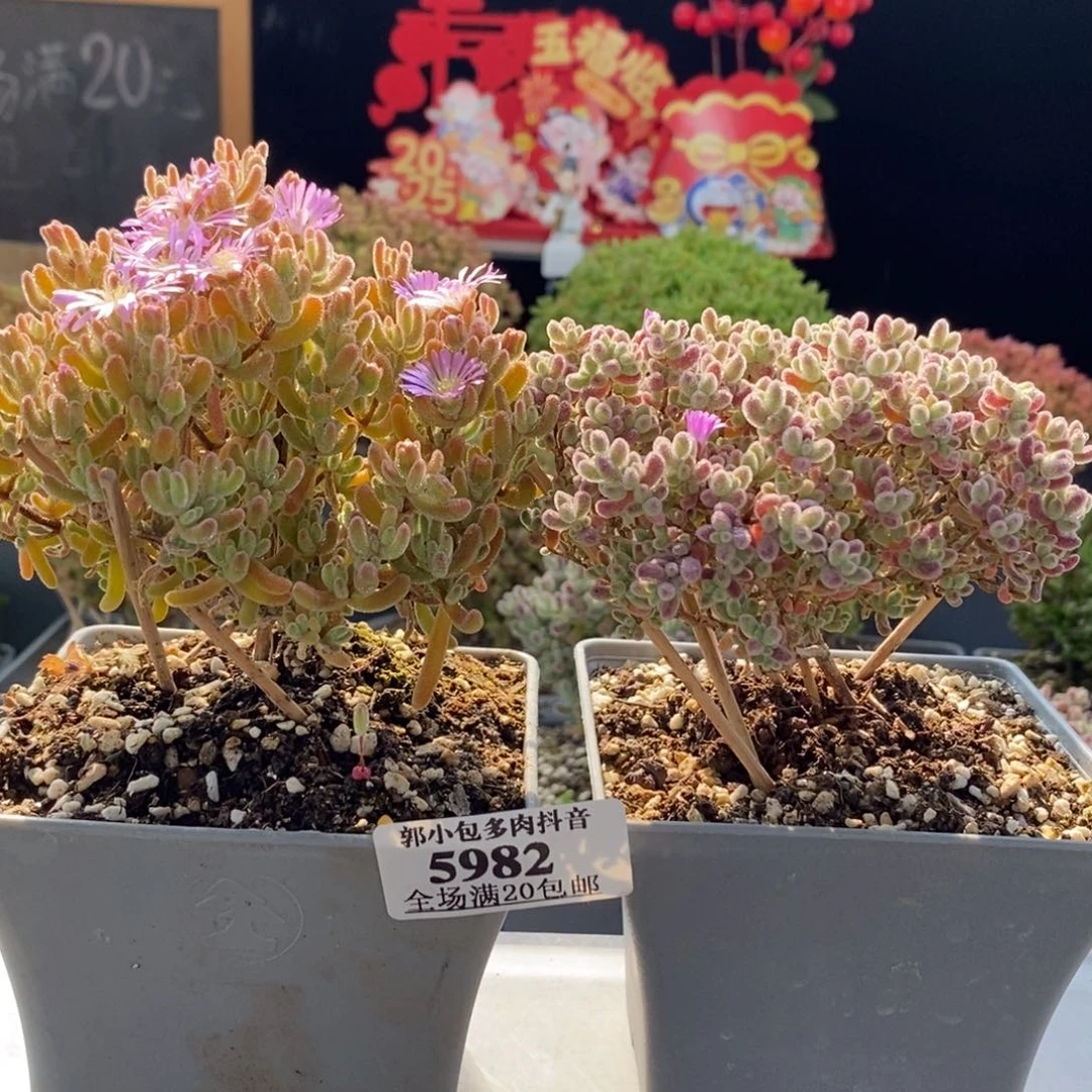 小**～组合5982枝干番杏