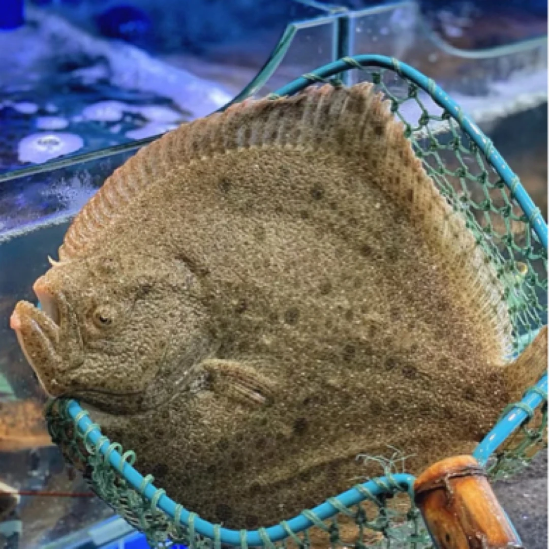 鲜活多宝鱼1条1.2斤左右(要杀好需备注)
