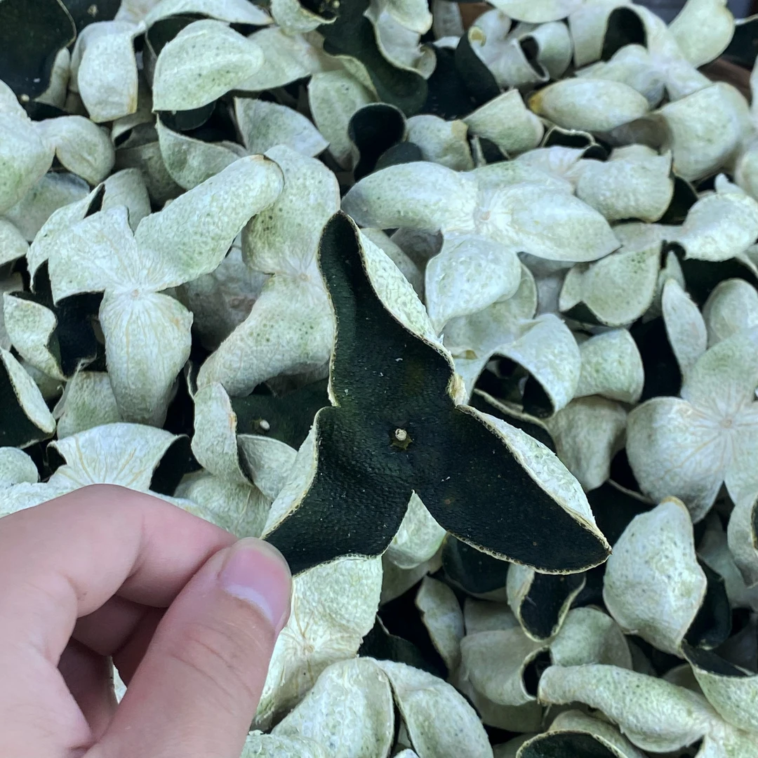 【2025年中青皮】江门新会茶坑青皮自然纯生晒兰花香不苦边存边用