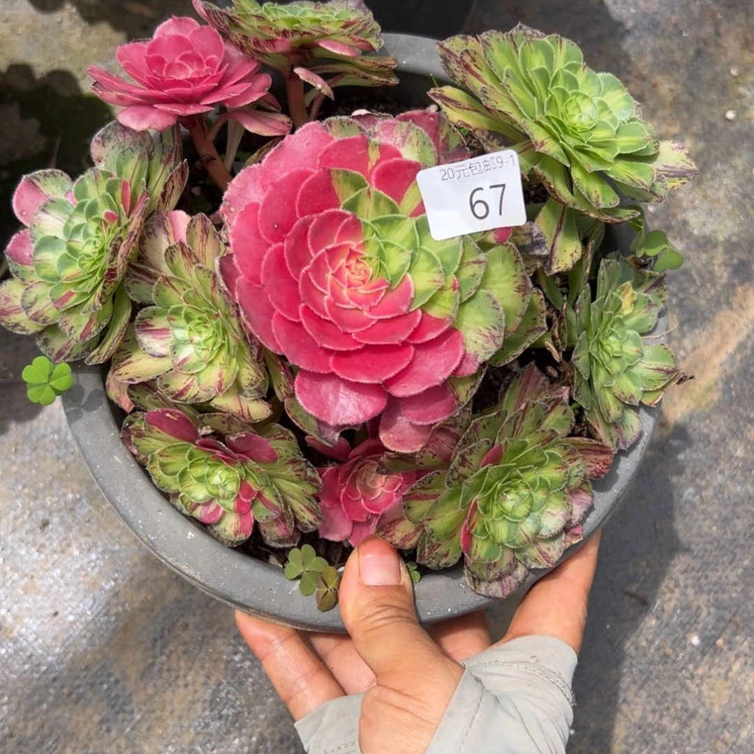 67知否多肉植物系