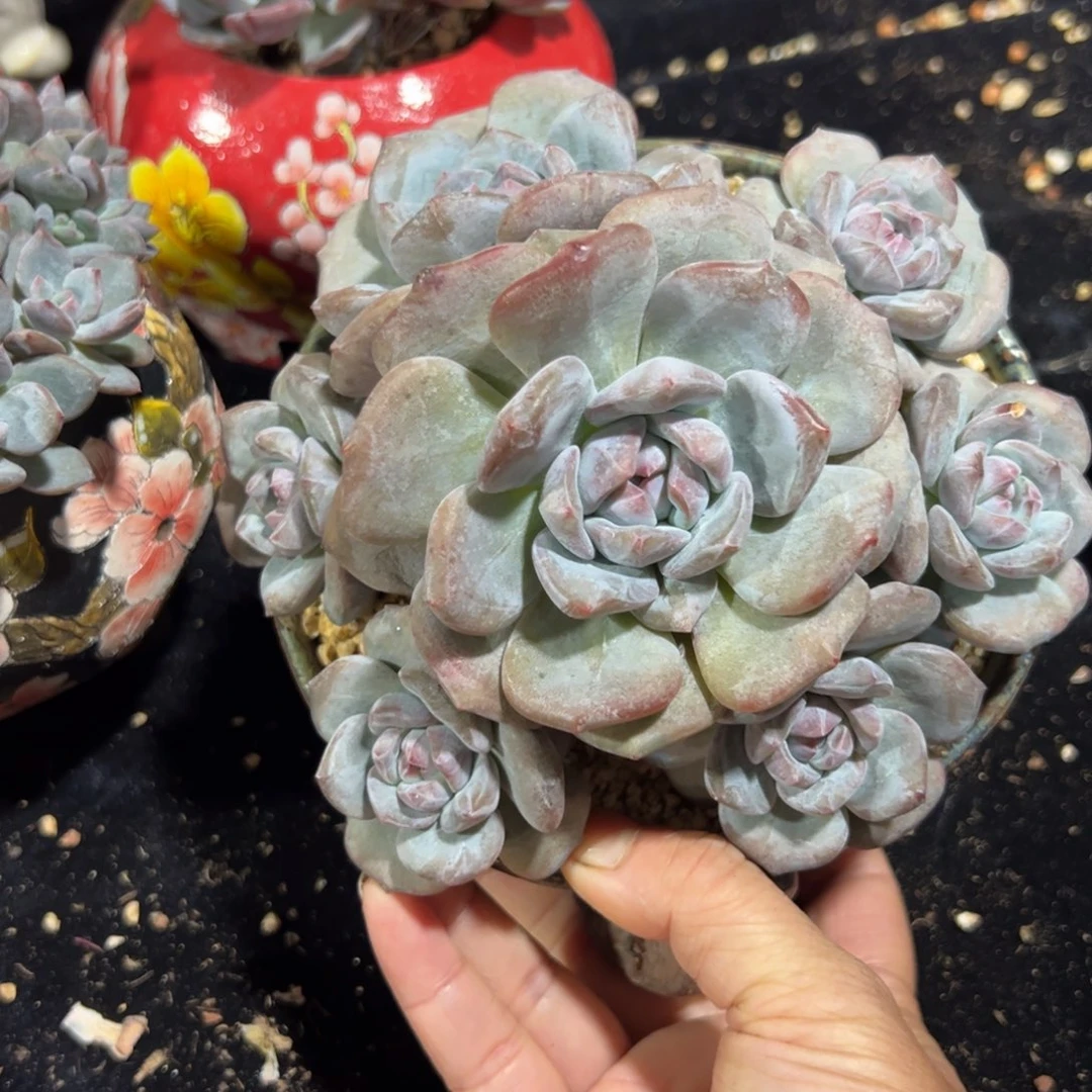 新年快乐 新年快乐 新年快乐
