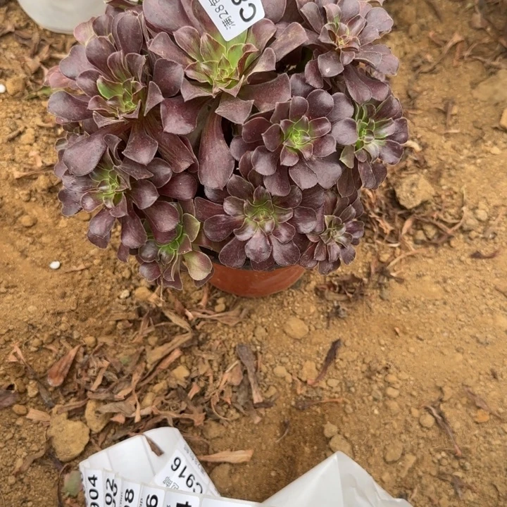 866 多肉植物不包断枝