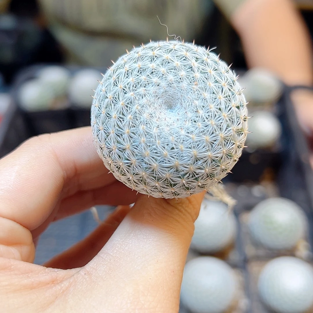 实生恋山彦3.8公分单头