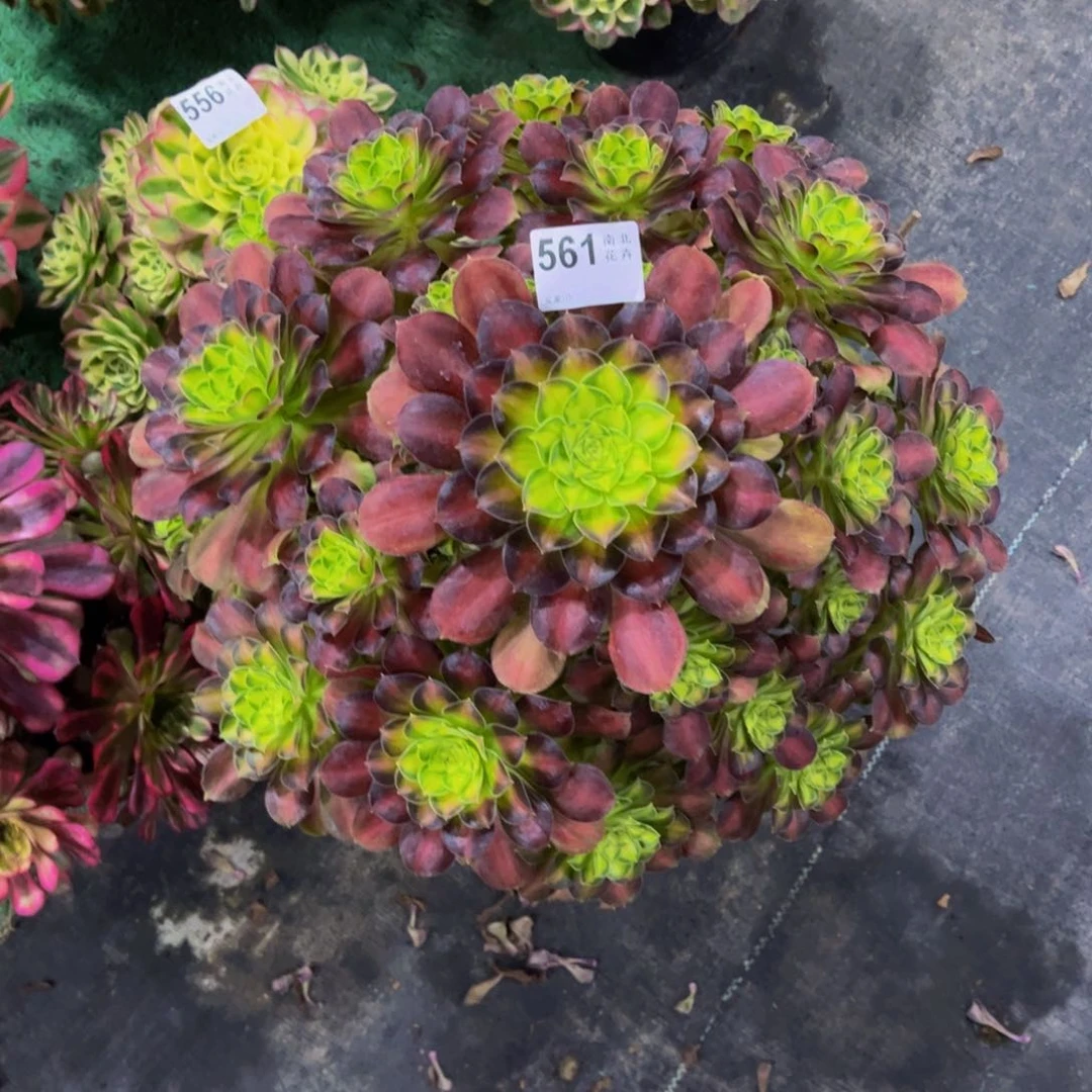 多肉韶华00000561