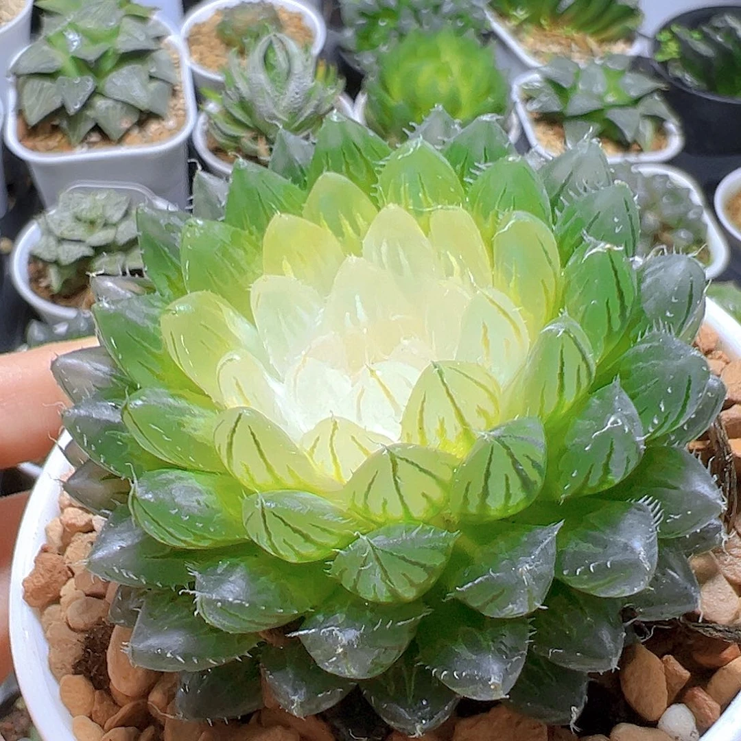 宝莲灯玉露多肉多肉多肉