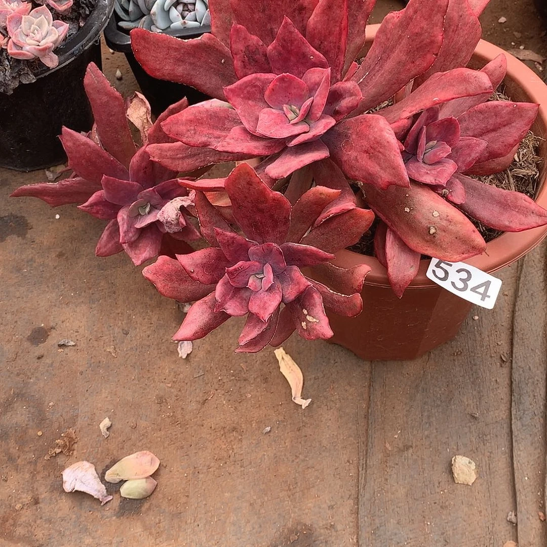 534 一物一拍多肉
