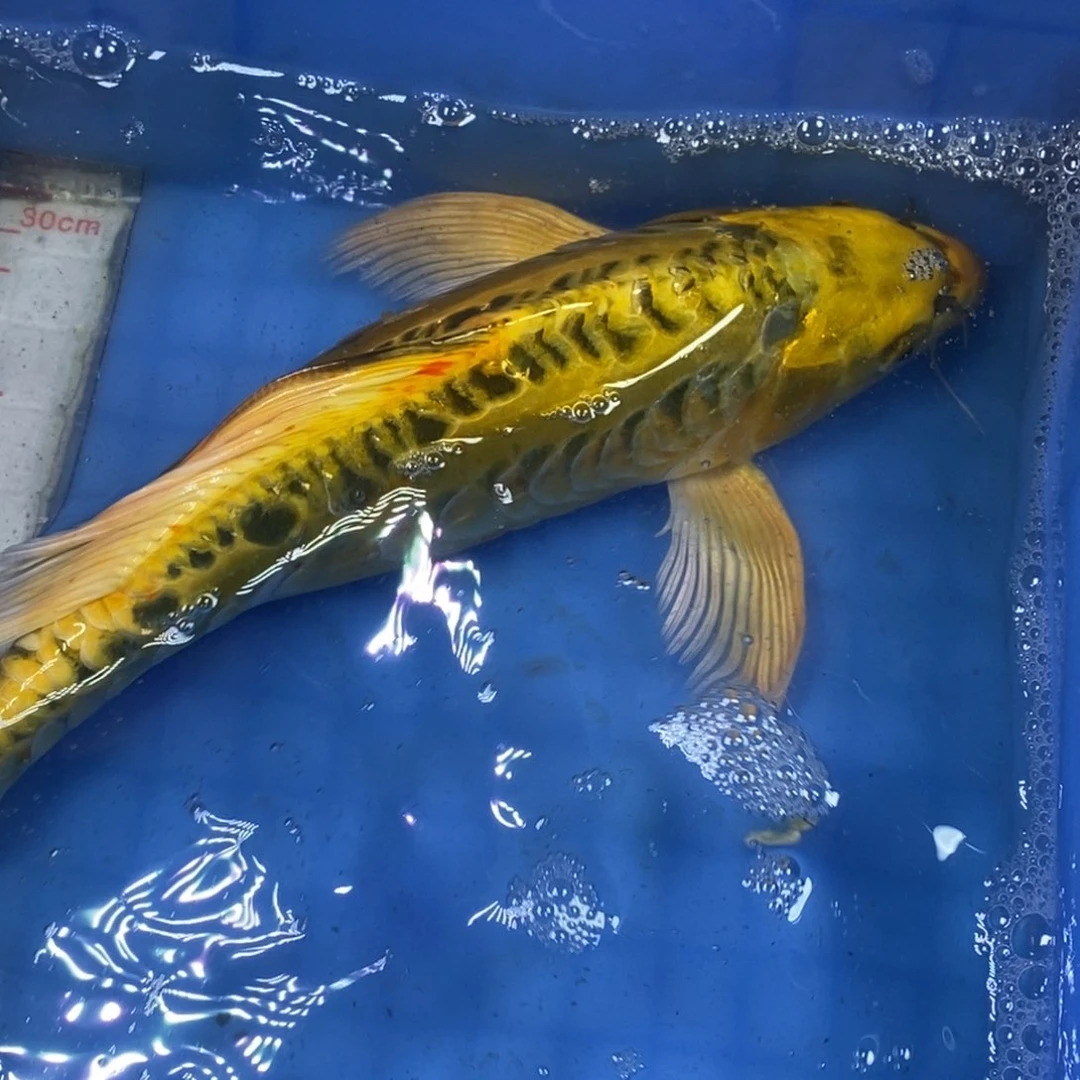 锦鲤冷水锦鲤包邮