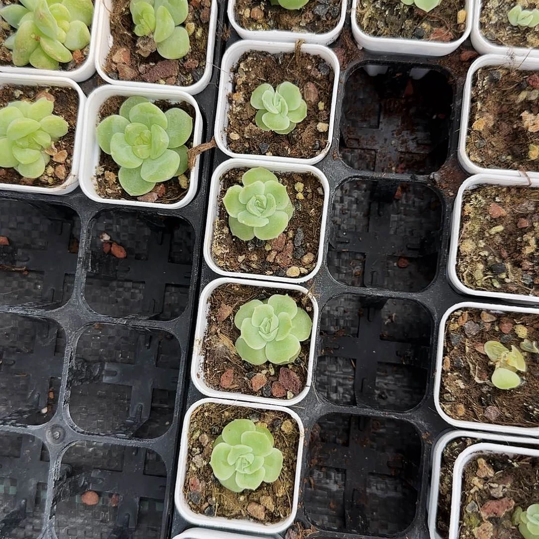 虾饺中苗盆一个满25包邮