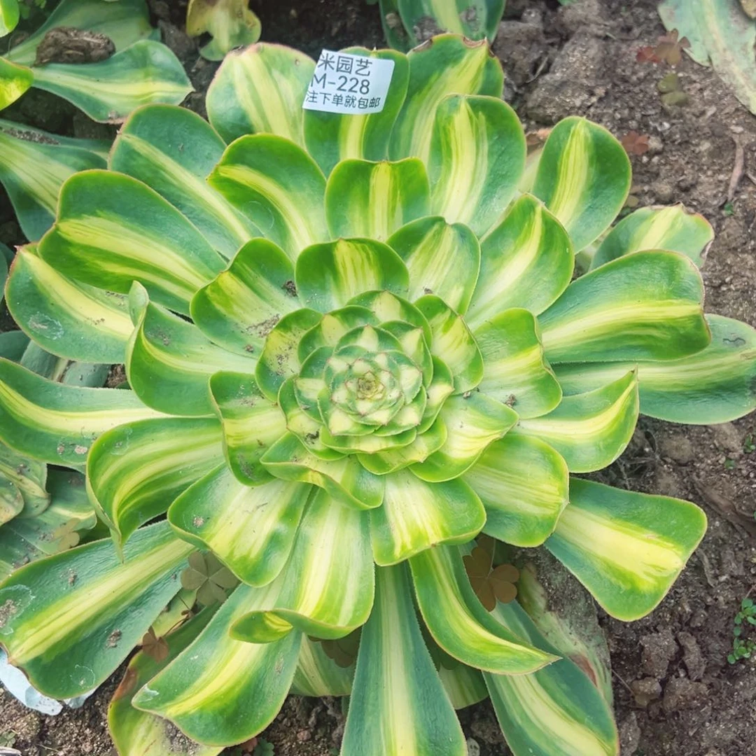 暴君多肉植物228